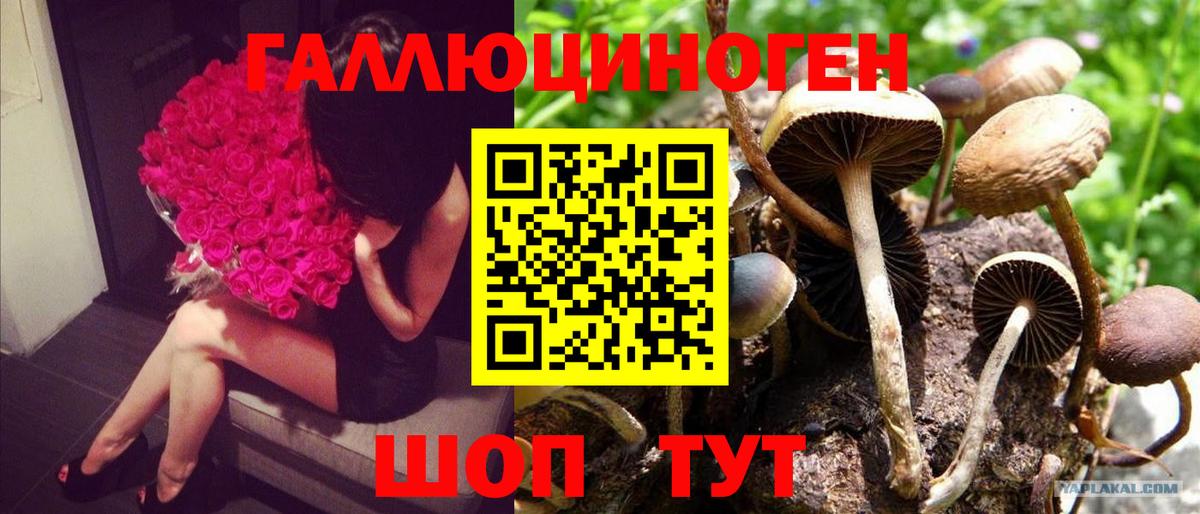 Анжеро-Судженск  Галлюциногенные грибы прущие грибы  Вход с VPN 
